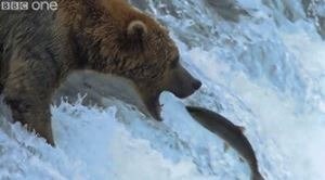Bear catching salmon in stream.