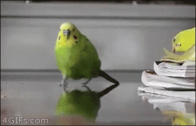 .Parakeet running from explosion.